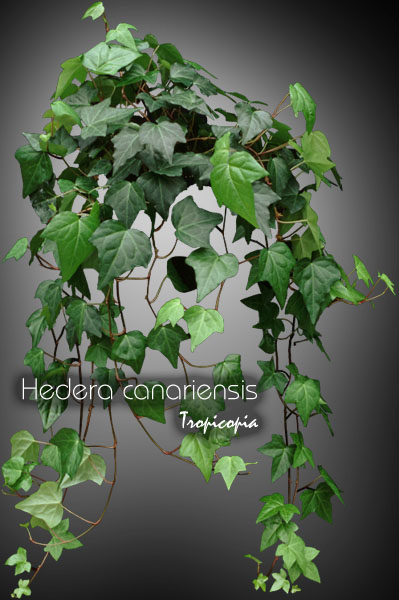 Suspendue - Hedera canariensis - Lierre Montgomery, Lierre des canaries - Algerian ivy, Montgomery ivy